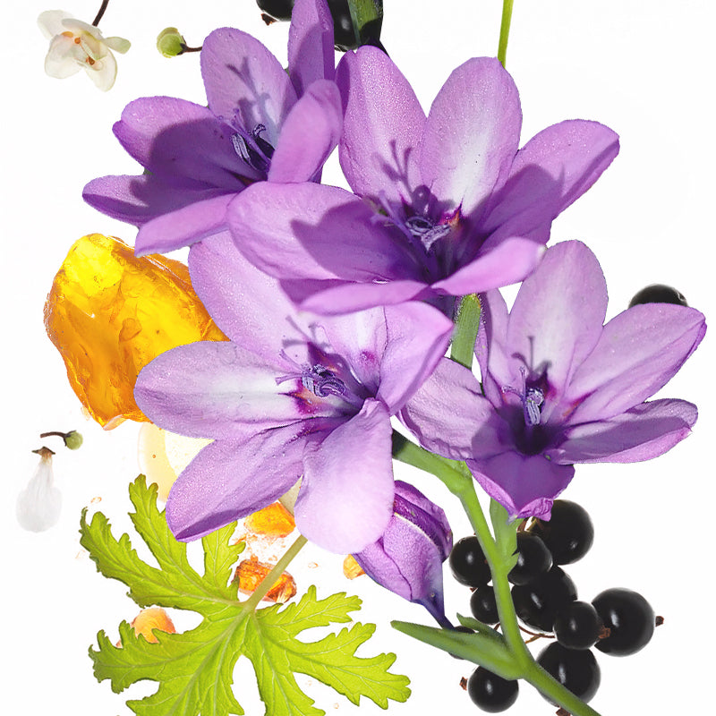 50 ml KOEC Ay Menekşe Mor Koku - Perfume Fragrance Moisturizer incelemesi ve fiyatı